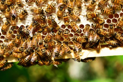 Objavljen Javni natječaj za prikupljanje i odabir projekata istraživačkih programa u području pčelarstva i pčelarskih proizvoda za 2023.