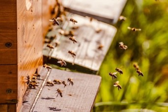 Obavijest za sektor pčelarstva