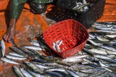 Natječaj za dodjelu potpore u okviru mjere IV.3. „Stavljanje na tržište proizvoda ribarstva i akvakulture – kompenzacija“.