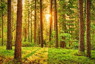 JAVNI POZIV za podnošenje zahtjeva za ftnanciranje radova održavanja šumskih cesta u šumama malih šumoposjednika za2023. iz sredstava naknade za korištenje općekorisnih funkcija šuma
